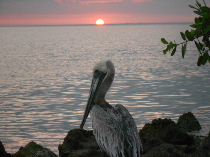 Rays Port Charlotte-Skyway Bridge 082