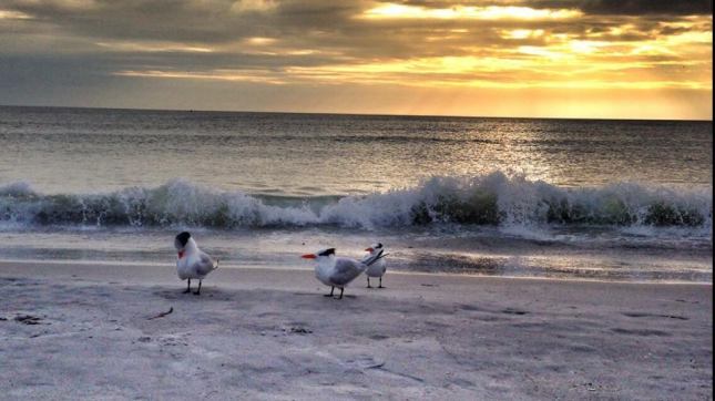 I am writing tonight from the beautiful Tampa Bay area.