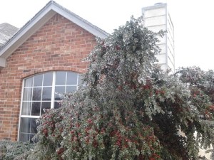 I am writing today from my parent's beautiful icy home near Tulsa, Oklahoma.