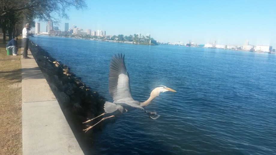 I am writing today from the beautiful Tampa Bay area.