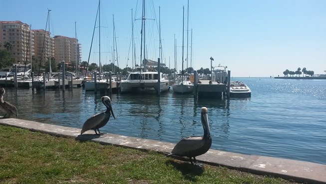 I am writing today from the beautiful Tampa Bay area.