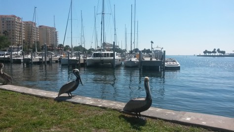 I am writing today from the beautiful Tampa Bay area.